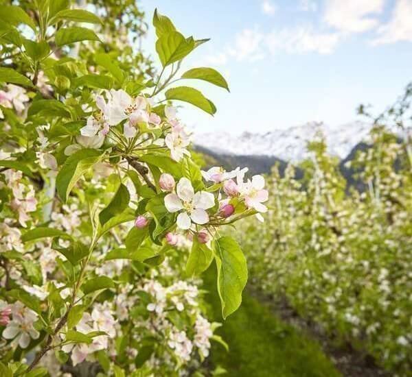 urlaub-auf-dem-bauernhof-vinschgau-(1)