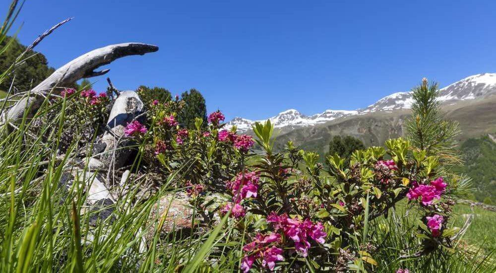 Suedtirol, Vinschgau, Langtaufers, Alpenrosenblüte im Talschluss, Alpenrosen,