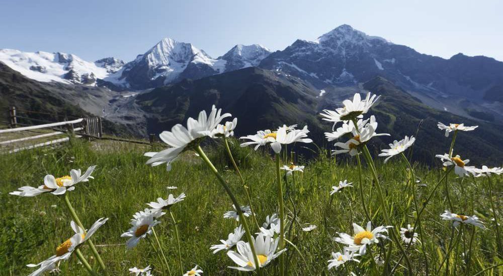 Suedtirol, Vinschgau, Ortlergebiet, Sulden, Kanzel, Aussicht, Ortler,